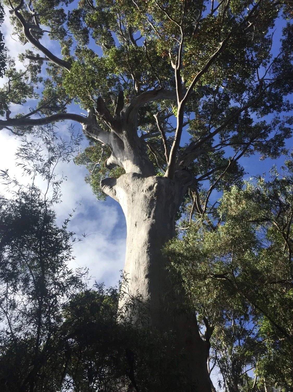 Looking up the trunk of a tall gum tree into its sunlit canopy